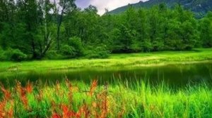 Коран сура Аль-Баййина чтец Мухаммад аль-Факих
