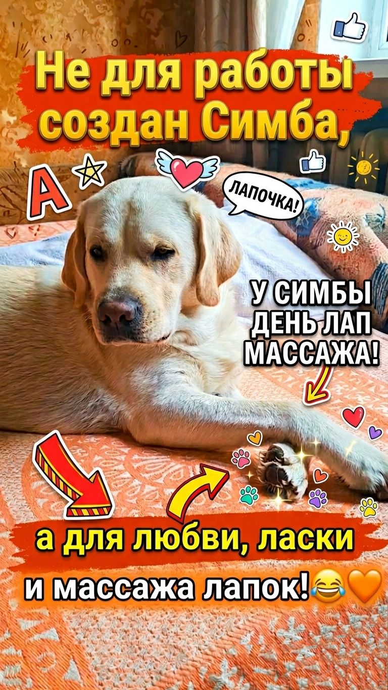 Не для работы создан Симба, а для любви, ласки и массажа лапок! 😂🧡