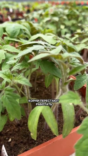 Ошибки с рассадой.