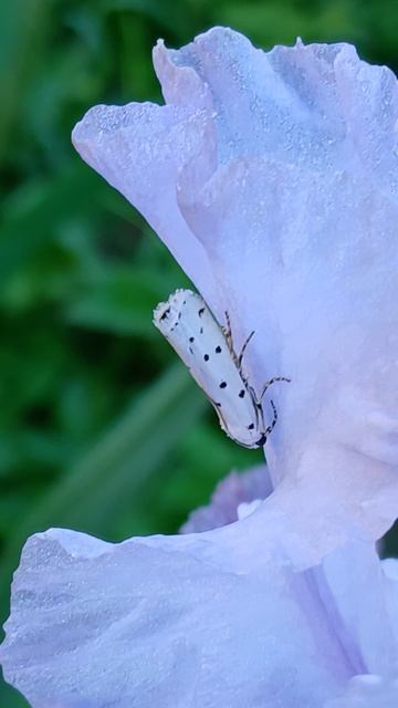 Яблонная горностаевая моль (Yponomeuta malinellus) смотреть онлайн