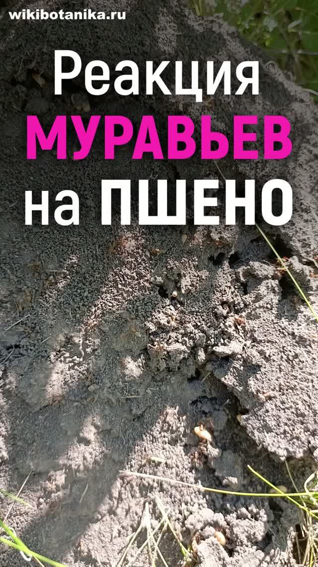 Реакция МУРАВЬЕВ на ПШЕНО