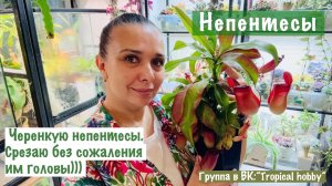 Непентес. Черенкование)