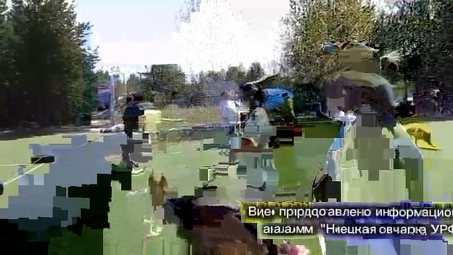 ОТКРЫТЫЙ КОБЕЛИ ДШ / КЧК СУРГУТ 31 мая`26 Е.Никитина Моно немецких овчарок