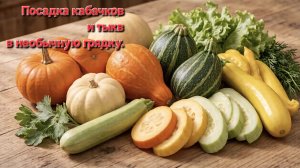 Посадка кабачков и тыкв.