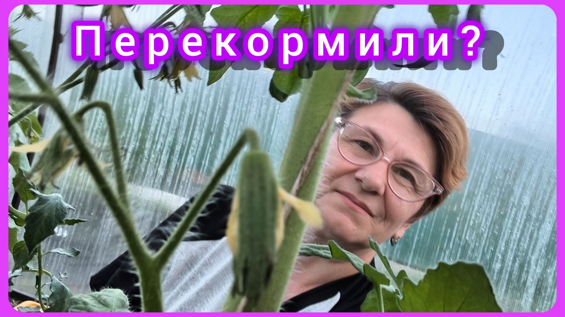 Жируют томаты. Почему и что делать? 🤔