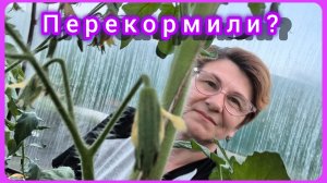 Жируют томаты. Почему и что делать? 🤔