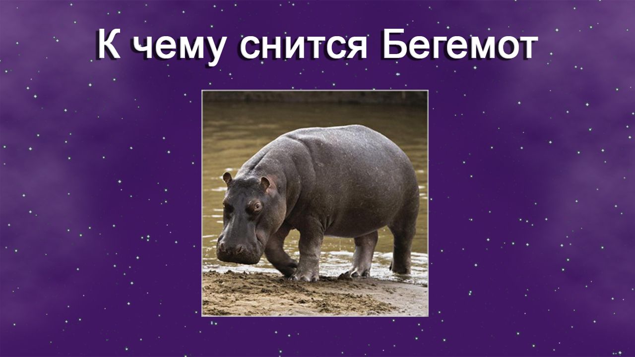 К чему снится Бегемот - толкование сна