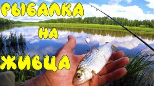 Рыбалка на поплавок. Ловля щуки на живца. Рыбалка летом на живца с поплавком.