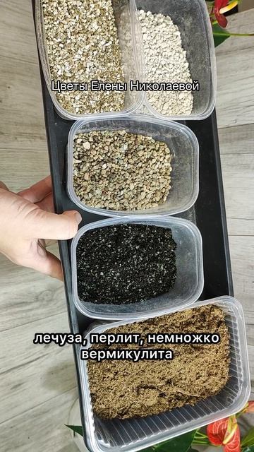 НЕ ДОПУСКАЙТЕ ГЛАВНУЮ ОШИБКУ! Если купили АНТУРИУМ, СДЕЛАЙТЕ ТАК!
