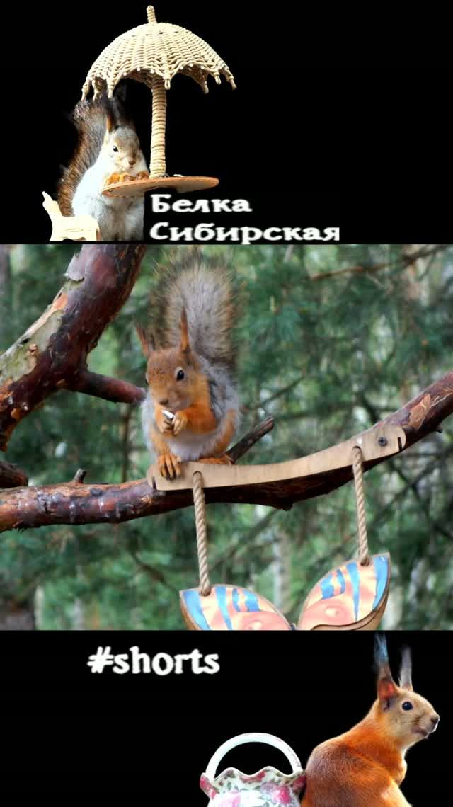 Белка под утреннее пение птиц