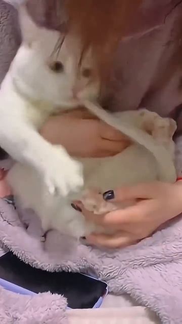 Коты в ссоре со своим хвостом 😼