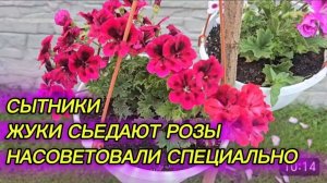 САМВЕЛ АДАМЯН, СЫТНИКИ, ЖУКИ СЬЕДАЮТ РОЗЫ, НАСОВЕТОВАЛИ СПЕЦИАЛЬНО..