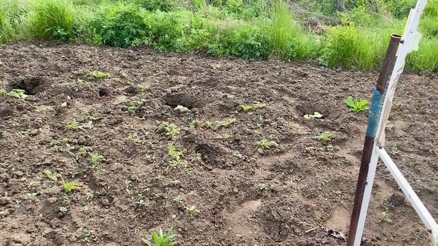 Что растет на грядках и что пропало пропадом