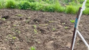 Что растет на грядках и что пропало пропадом