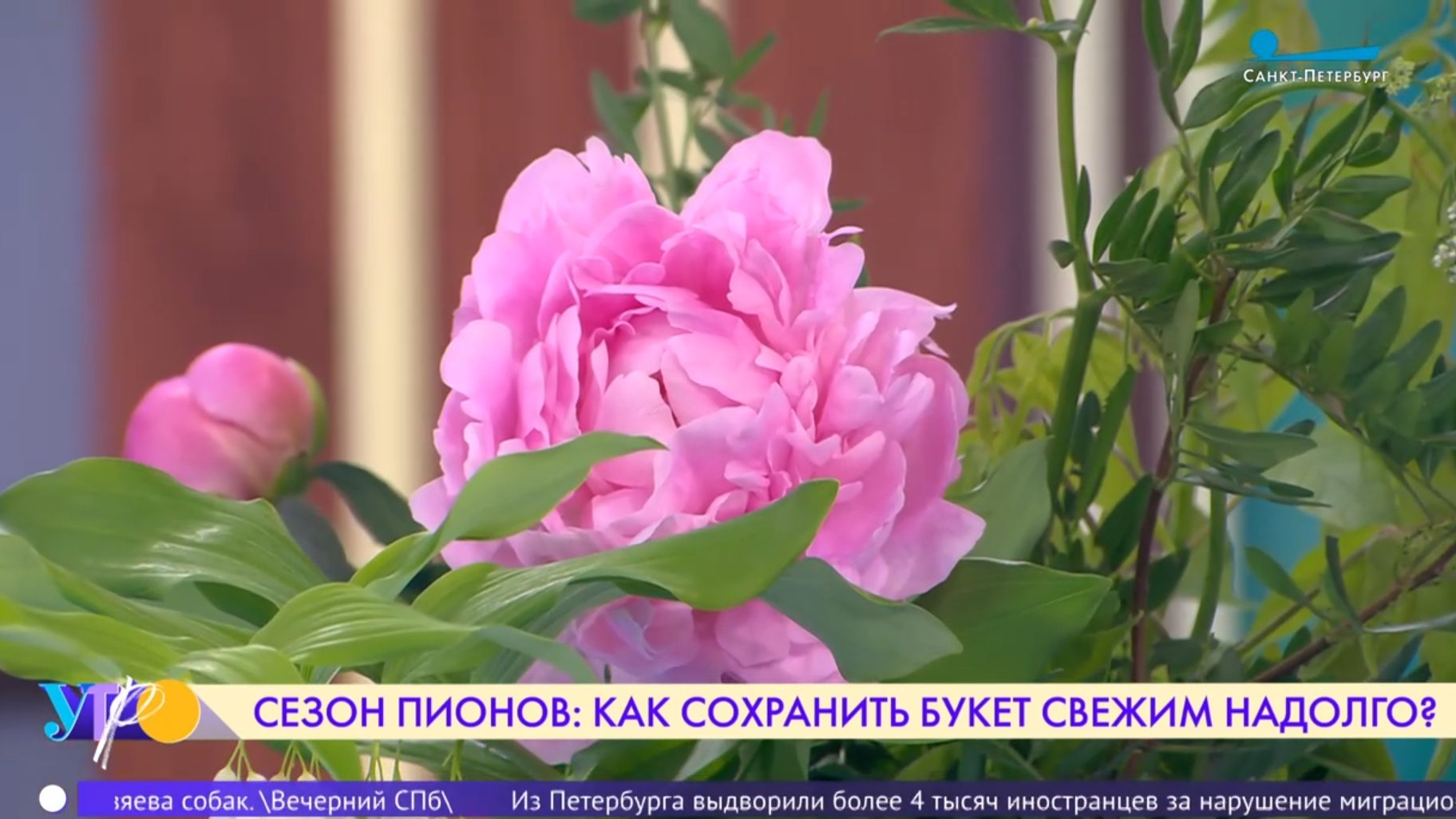 Сезон пионов: как сохранить роскошный букет свежим смотреть онлайн