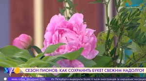 Сезон пионов: как сохранить роскошный букет свежим
