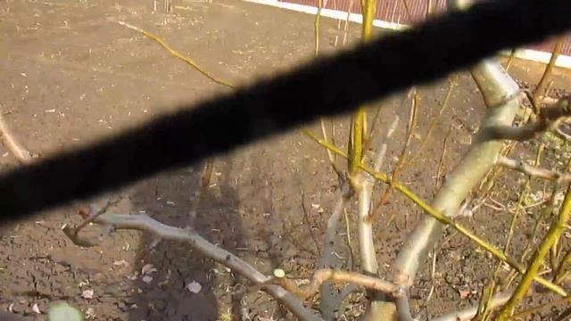 Что делать если груша тянется вверх. 3 года от посадки.