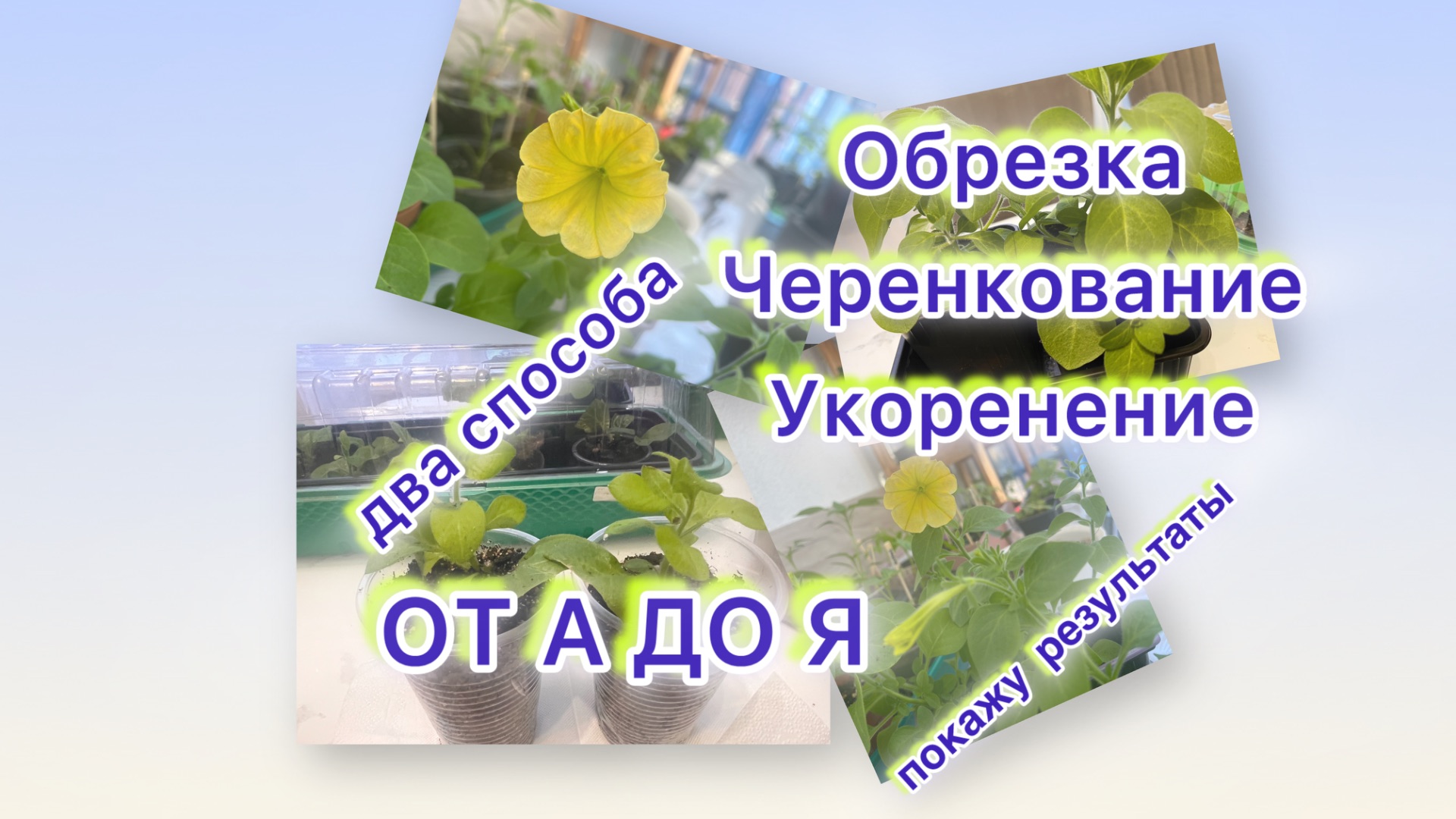 Черенкование петунии и результат. Самое время.