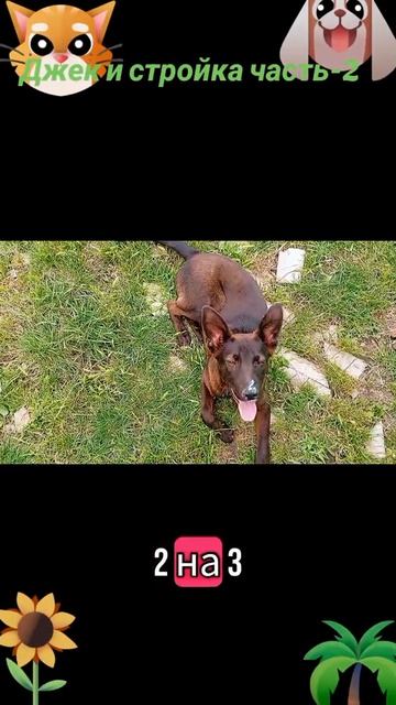 Джек и стройка-2🐶🐱😅