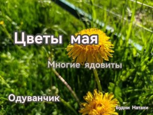 20 растений цветущих в мае. Опасные соседи? Планируем цветник по сезонам.
