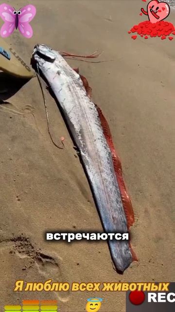 Я люблю всех животных😇 смотреть онлайн