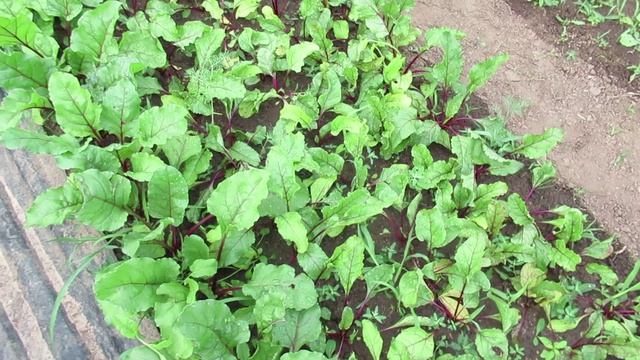 Если свекла плохо растет, то каких элементов питания не хватает