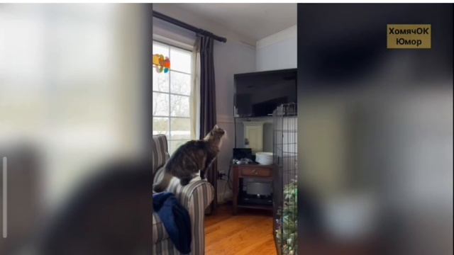 Эдит (cat) смотреть онлайн