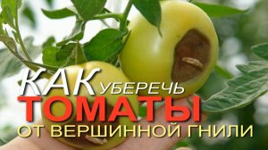 Как уберечь ТОМАТЫ от ВЕРШИННОЙ ГНИЛИ!