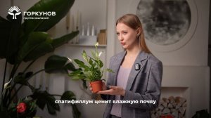 Спатифиллум - инструкция по уходу