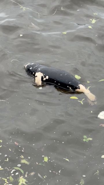 🦭😢 смотреть онлайн
