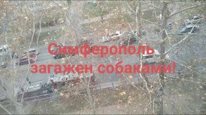 Симферополь загажен собаками.