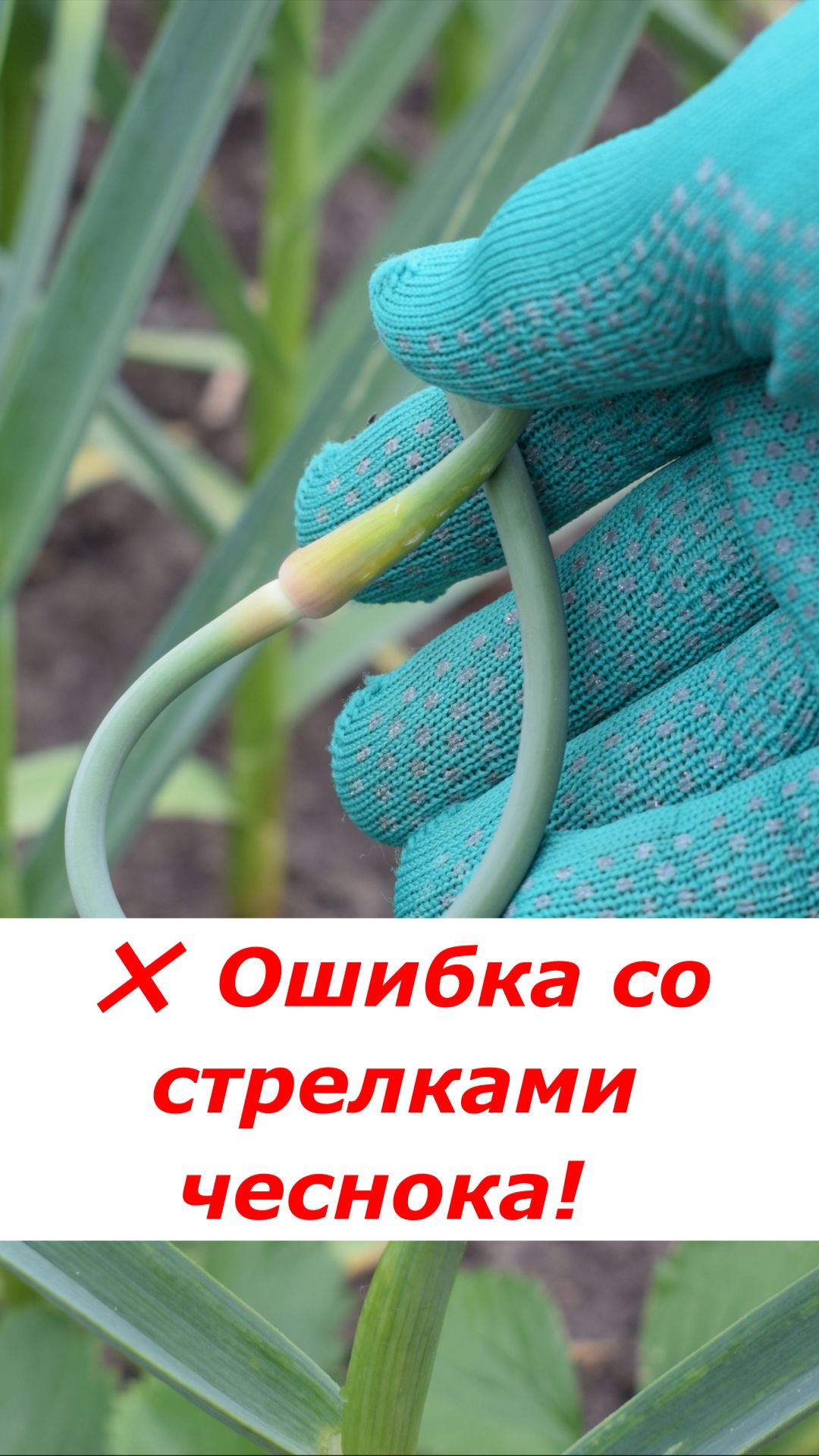Не вздумай вырывать стрелки чеснока! Делай это правильно!
