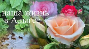 Жизнь на юге/ Хутор В Адыгее /Лето пришло/ Клубничные заготовки/ 11.06.26