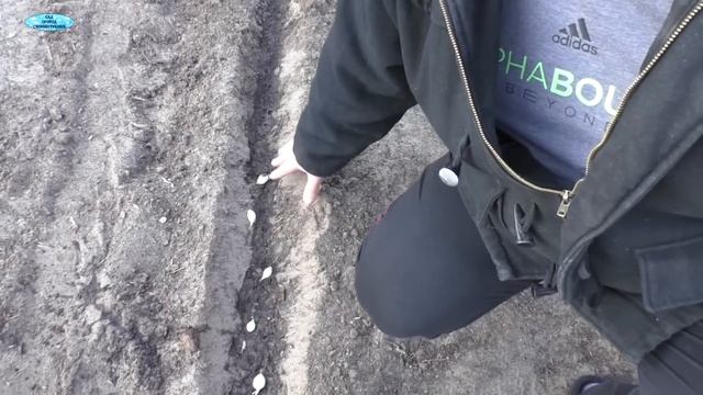 Посадка лука севка осенью.