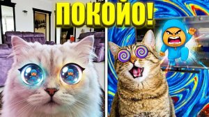 ПОКОЙО ЗАХВАТИЛ НАШ ДОМ! Кошки сошли с ума! **хаос в реальности**