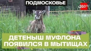 Ягненок муфлона родился на Лосиной биостанции в Мытищах
