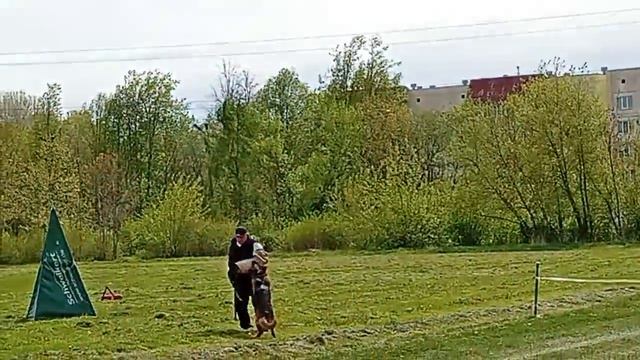 1 Оч/хор Ирендорф ЗАМБИЯ +++ №16. ПСКОВ 9 мая`26 Моно немецких овчарок