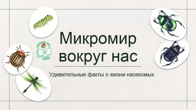 Удивительный мир насекомых