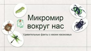 Удивительный мир насекомых