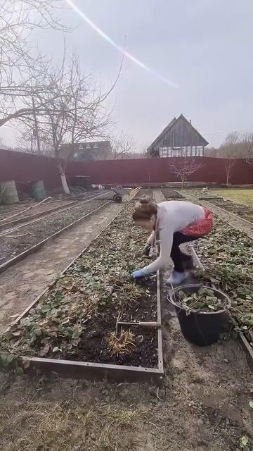 Уход за клубникой после зимы.