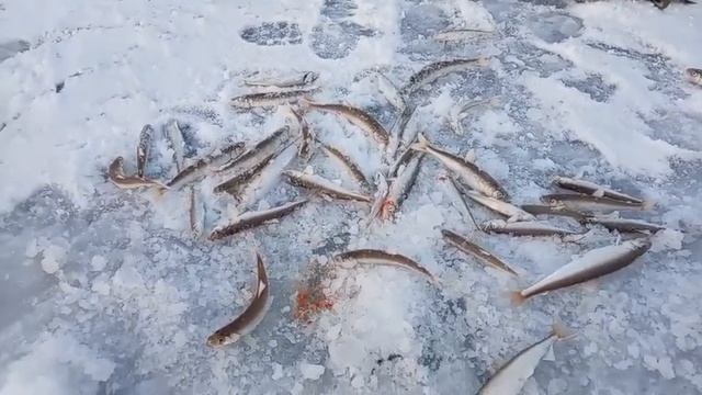 Ловил корюшку на блесну Орион UV и Посейдон LUM от Mr. Musurok 🔥
