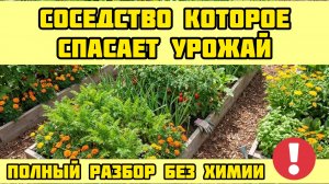 Посадите ЭТО рядом и забудете про тлю, морковную муху и белянку НАВСЕГДА!