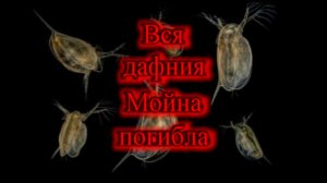 ВСЯ ПОПУЛЯЦИЯ МОЙНЫ ПОГИБЛА ЗА ОДНУ НОЧЬ