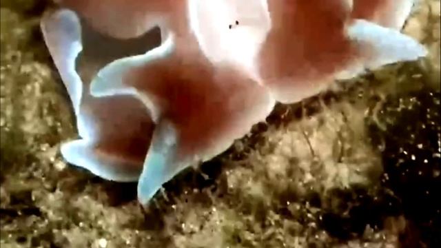 Рваный морской заяц
