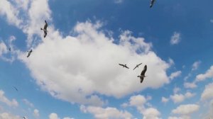 «ВИДЕОПОЭЗИЯ». Читает автор А. Шведун, монтаж, гитара О. Дзиов
