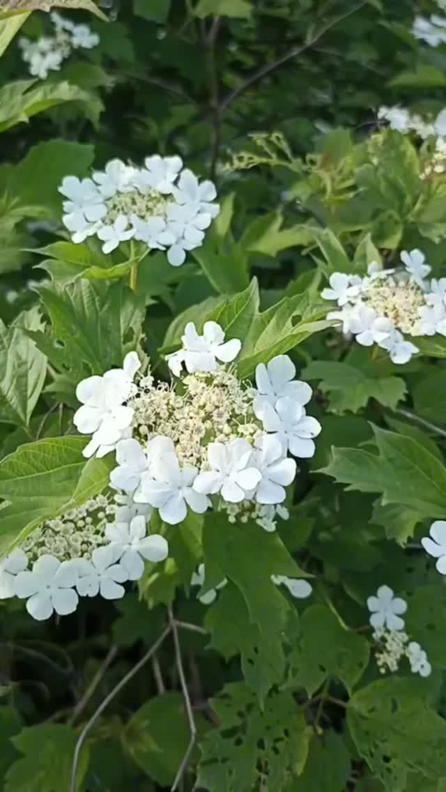 Нежность и красота цветов калины.