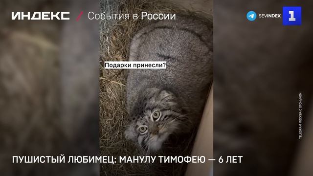 Пушистый любимец: манулу Тимофею — 6 лет