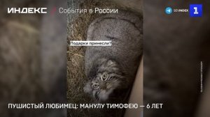 Пушистый любимец: манулу Тимофею — 6 лет