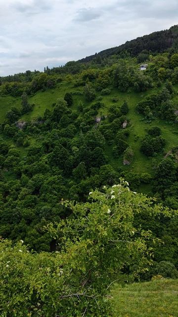 Берёзовское ущелье во всей красе. Кисловодск. Июнь