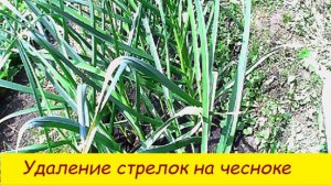 Удаление стрелок на чесноке